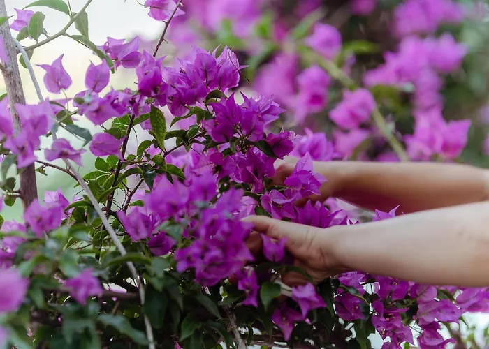 Artis Blue Relax Hotel